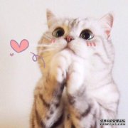 无论猫的产量如何，母猫都有助于清洁脐带