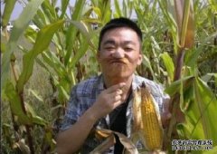 春节前玉米市场的市场是什么？每公斤有机价格