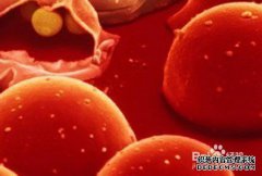 生活中常见的三种水果可以掌握'细胞癌'。