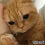 那只猫朝官方脸部侧面摇晃，一遍又一遍地重复