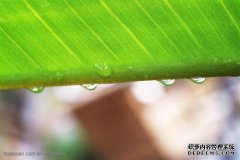 那只猫挥了挥手，跳下了香蕉的叶子。结果出现