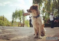 那人捡了一只狗，看着房子。当他回来时，他看