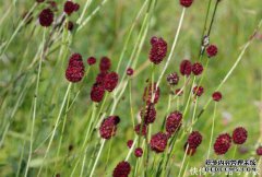野草有野草种子，可以治疗蜂蜇，可以治疗感冒