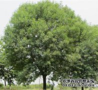 供应白蜡，灰分价格低