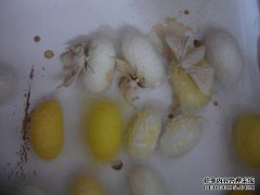 蚕宝宝会在盒子里交配吗？