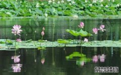 山池，莲花，网，土，西，十二韵