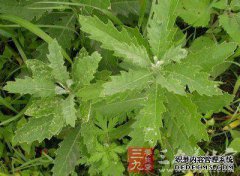 [会议的会议故事]会议的主要内容