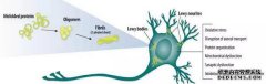 LRRK2的目标生物学功能。该药物将很快开始II期临