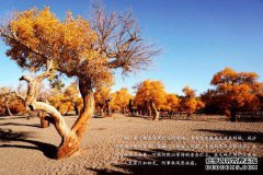 宋岳心中的祈祷是什么？流行风和霜冻的最后一