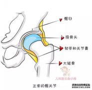囊内韧带