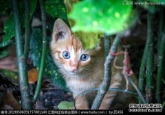 何宇跃：总统的小野猫
