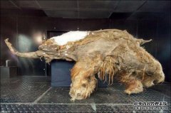 北西伯利亚-西部爆发木炭暴发75年后，冻土和解
