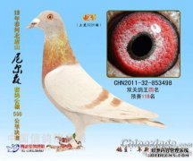 厚鸽子环字符鸽子环规格完整的鸽子环不会褪色