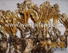 [金耳价格]金蚝菇价格