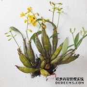 [光宇堂]石occurrence铁皮石herbal中草药铁皮石at发生