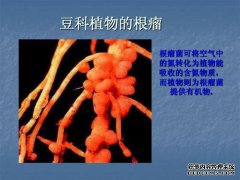 从沼泽和池塘冒出来的气泡。所含气体为甲烷，