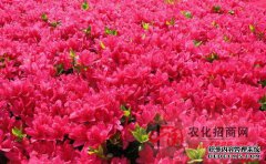 哪些花有毒但很漂亮（附照片和作物笔记）