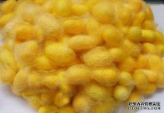 如何提高彩色蚕的孵化能力？